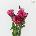 Eustoma Star - Crimson Jewel 琳琅绯 (Per Bunch)