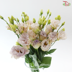Eustoma Botanic - Montan Adouble Blue Chateau (5 Stems)