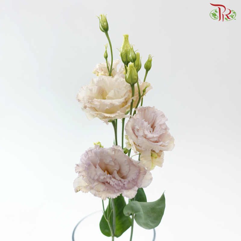 Eustoma Botanic - Montan Adouble Blue Chateau (5 Stems)