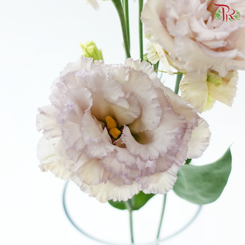 Eustoma Botanic - Montan Adouble Blue Chateau (5 Stems)