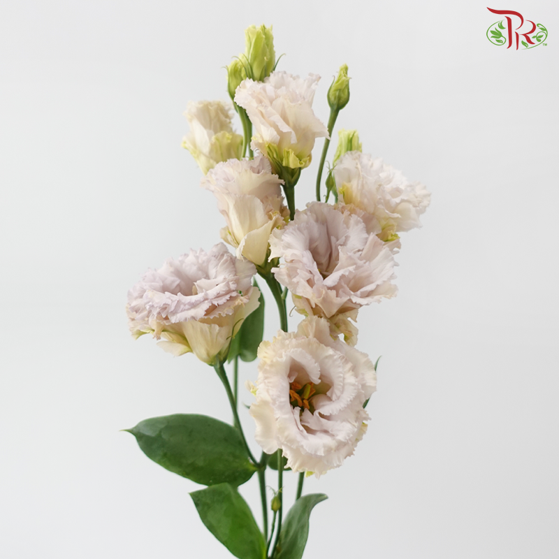 Eustoma Botanic - Montan Adouble Blue Chateau (5 Stems)