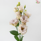 Eustoma Botanic - Montan Adouble Blue Chateau (5 Stems)