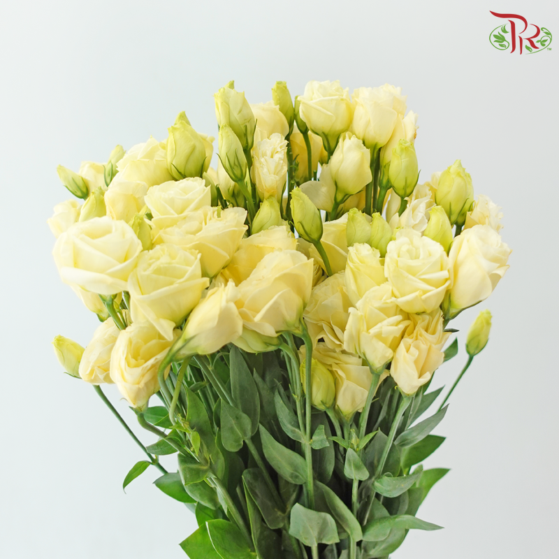 Eustoma - Light Yellow (Per Bunch)