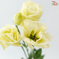 Eustoma - Light Yellow (Per Bunch)
