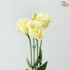 Eustoma - Light Yellow (Per Bunch)