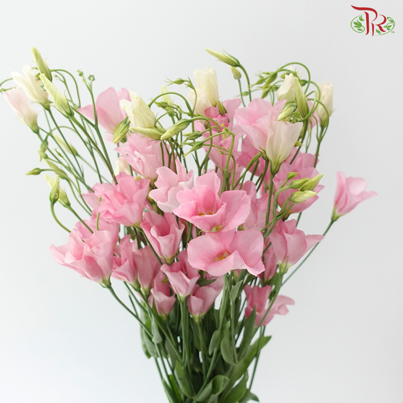 Eustoma Botanic - Pink (5 Stems)
