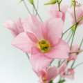 Eustoma Botanic - Pink (5 Stems)