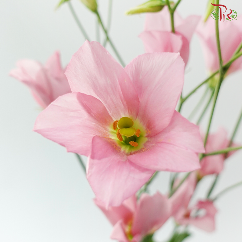 Eustoma Botanic - Pink (5 Stems)