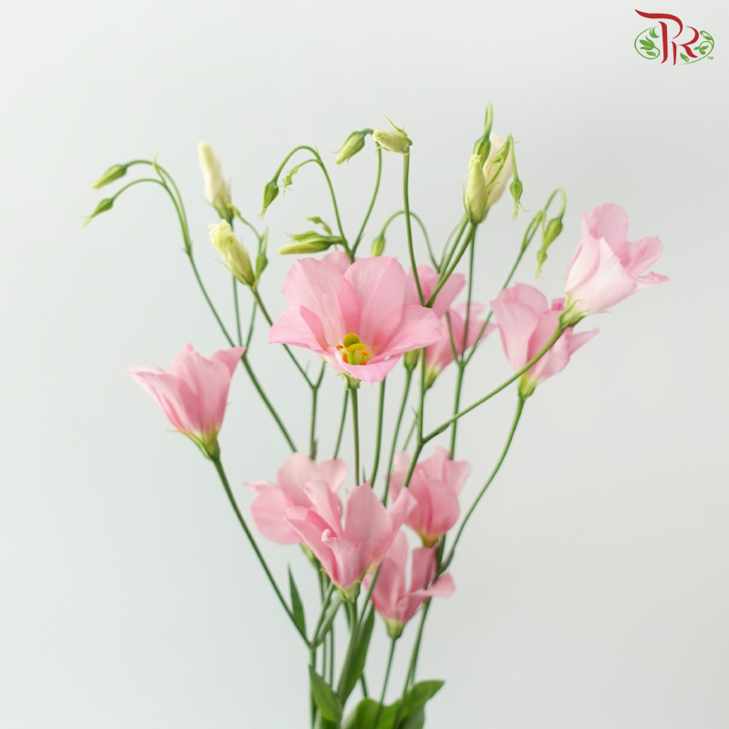 Eustoma Botanic - Pink (5 Stems)