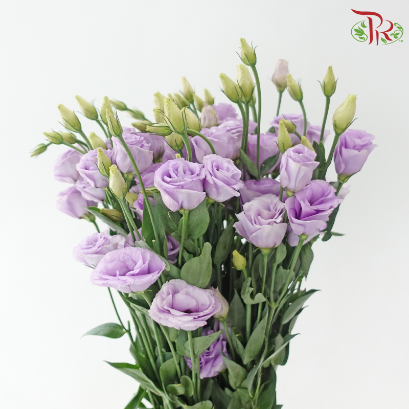 Eustoma Nessen - Purple Wave (Per Bunch)