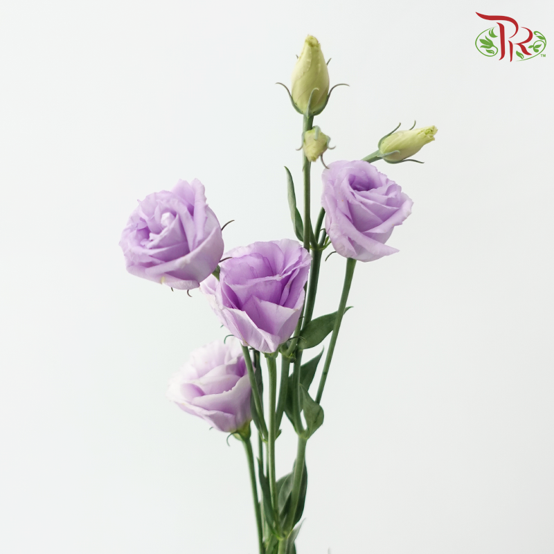Eustoma Nessen - Purple Wave (Per Bunch)