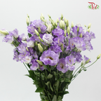 Eustoma Butterfly - Medium Purple (Per Bunch)