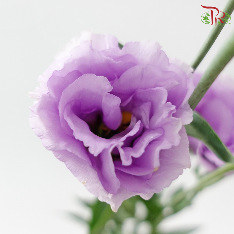 Eustoma Nessen - Purple Wave (Per Bunch)
