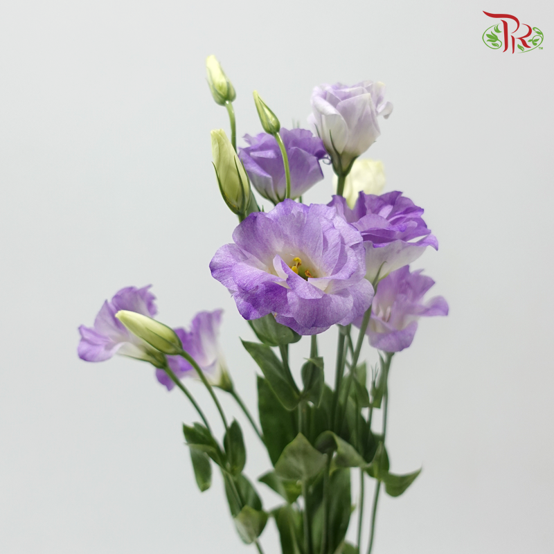 Eustoma Butterfly - Medium Purple (Per Bunch)