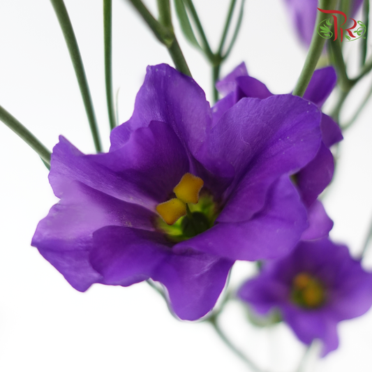 Eustoma Botanic - Purple (2 Stems)