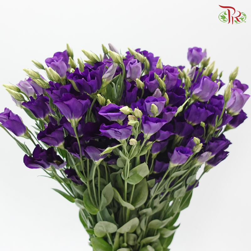 Eustoma Butterfly - Purple (Per Bunch)