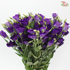 Eustoma Butterfly - Purple (Per Bunch)