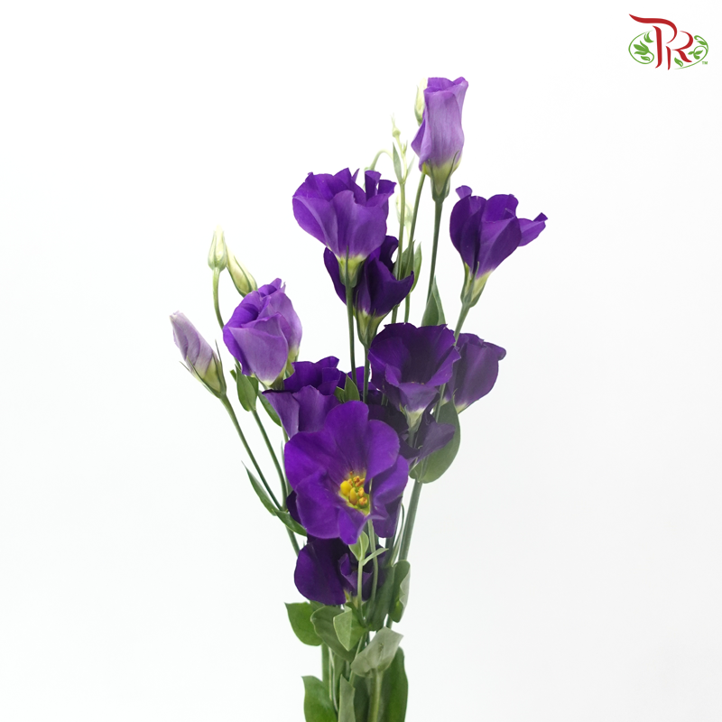 Eustoma Butterfly - Purple (Per Bunch)