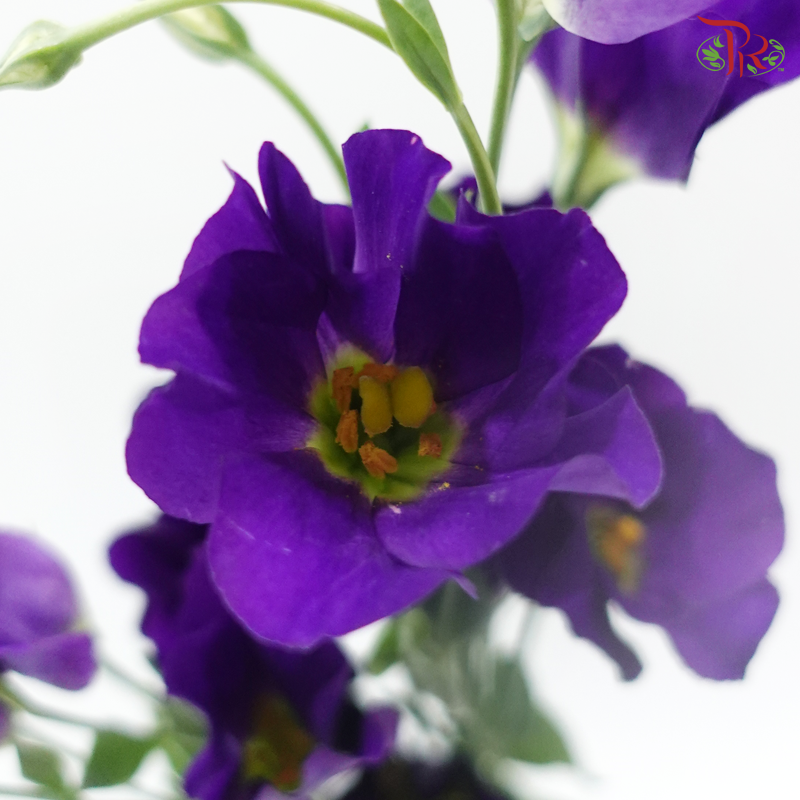 Eustoma Butterfly - Purple (Per Bunch)