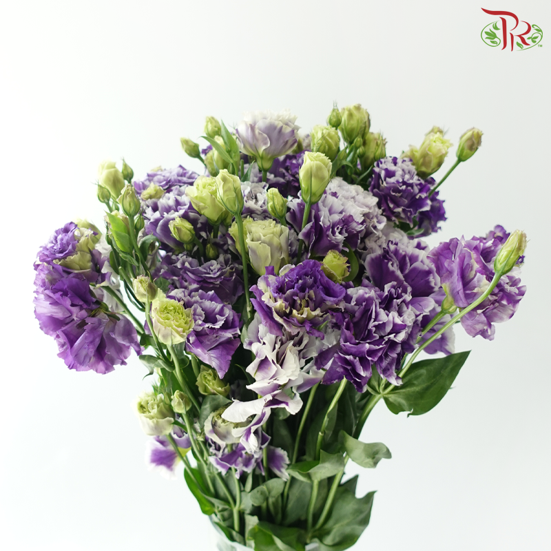 Eustoma - Purple With White Outline (Per Bunch)
