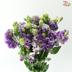 Eustoma - Purple With White Outline (Per Bunch)