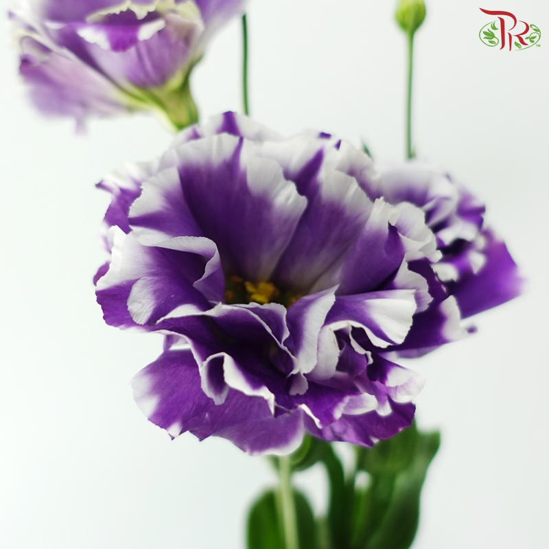 Eustoma - Purple With White Outline (Per Bunch)