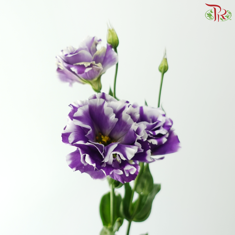 Eustoma - Purple With White Outline (Per Bunch)