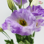 Eustoma Butterfly - Medium Purple (Per Bunch)