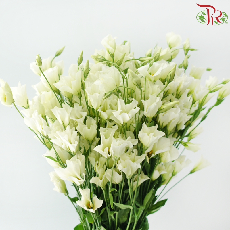 Eustoma - Star Jasmine 星星茉莉 (Per Bunch)
