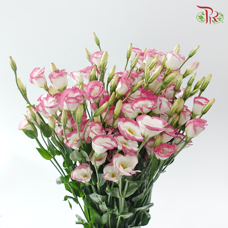 Eustoma - Single Petal Marble Pink (Per Bunch)