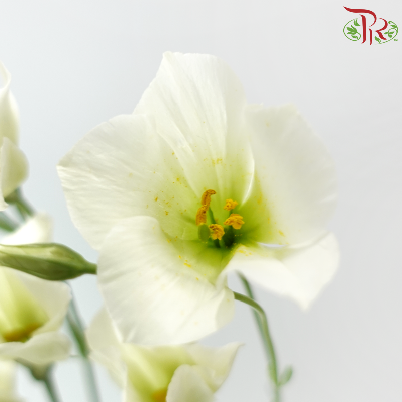 Eustoma - Star Jasmine 星星茉莉 (Per Bunch)
