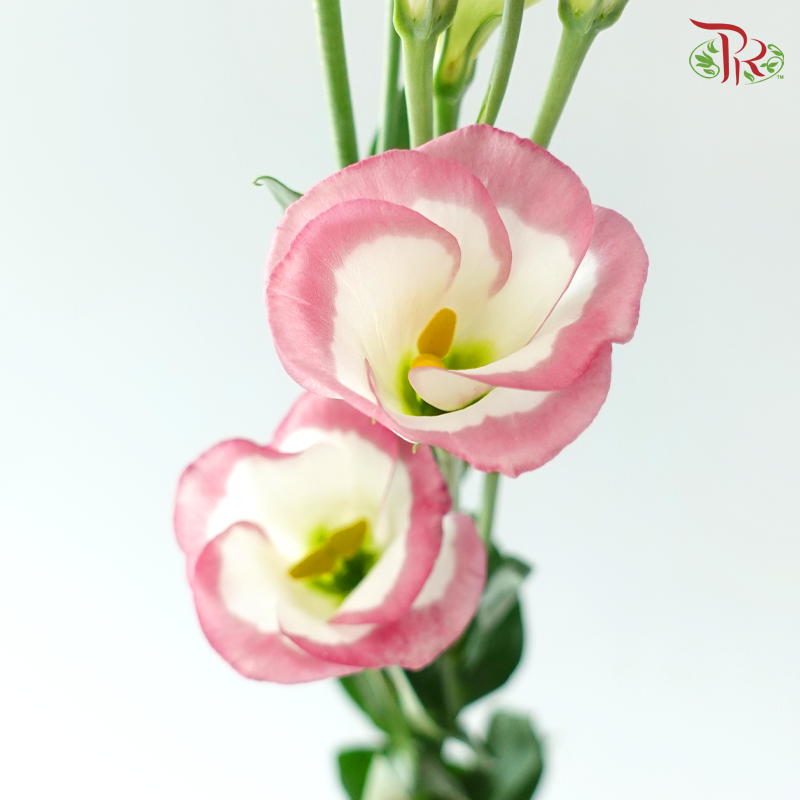 Eustoma - Single Petal Marble Pink (Per Bunch)