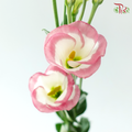 Eustoma - Single Petal Marble Pink (Per Bunch)
