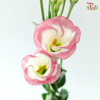 Eustoma - Single Petal Marble Pink (Per Bunch)