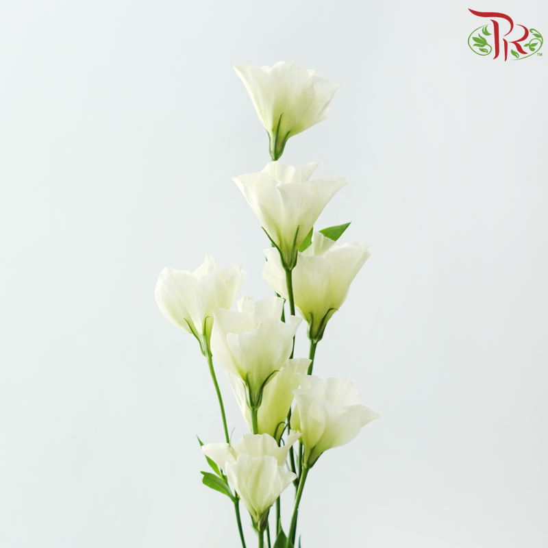 Eustoma - Star Jasmine 星星茉莉 (Per Bunch)