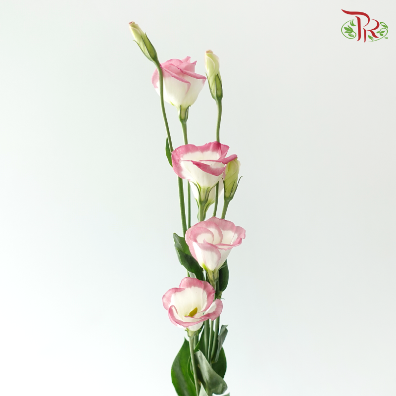 Eustoma - Single Petal Marble Pink (Per Bunch)