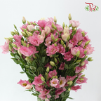 Eustoma Star - Pink (Per Bunch)