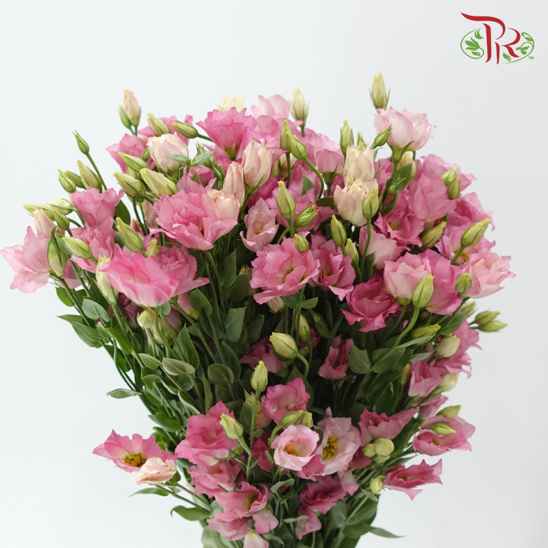 Eustoma Star - Pink (Per Bunch)