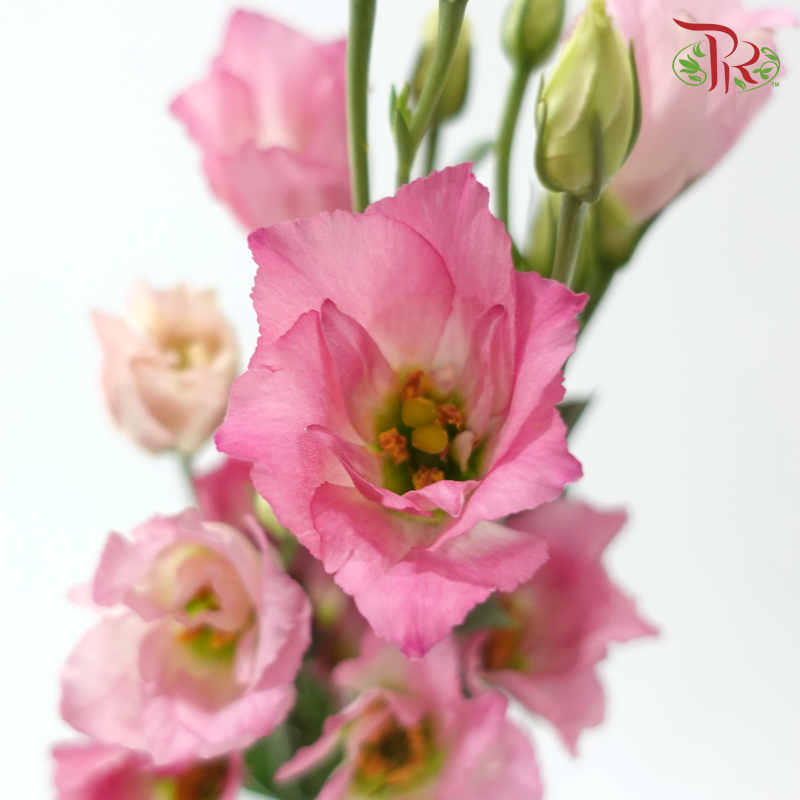 Eustoma Star - Pink (Per Bunch)