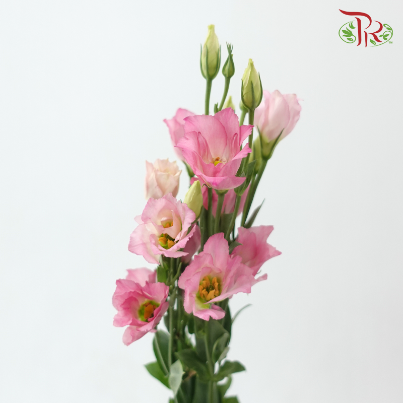 Eustoma Star - Pink (Per Bunch)