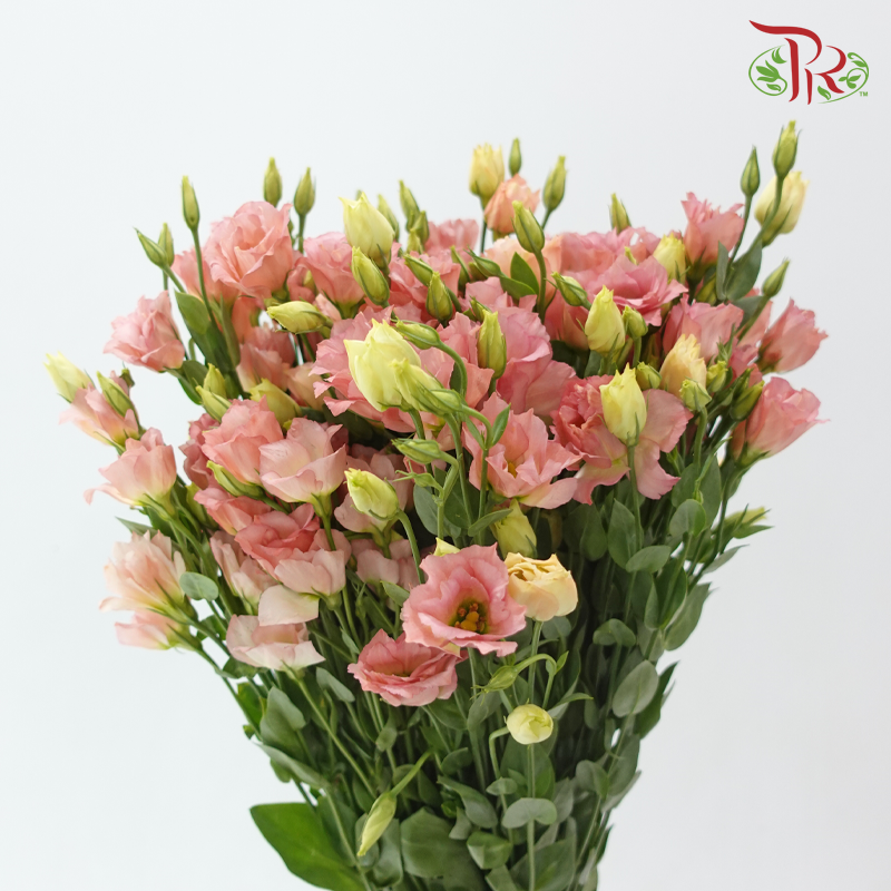 Eustoma Star - Champagne Pink (Per Bunch)