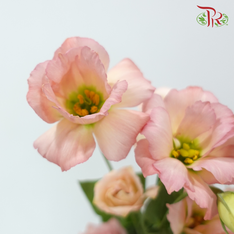 Eustoma Star - Champagne Pink (Per Bunch)