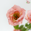 Eustoma Star - Champagne Pink (Per Bunch)