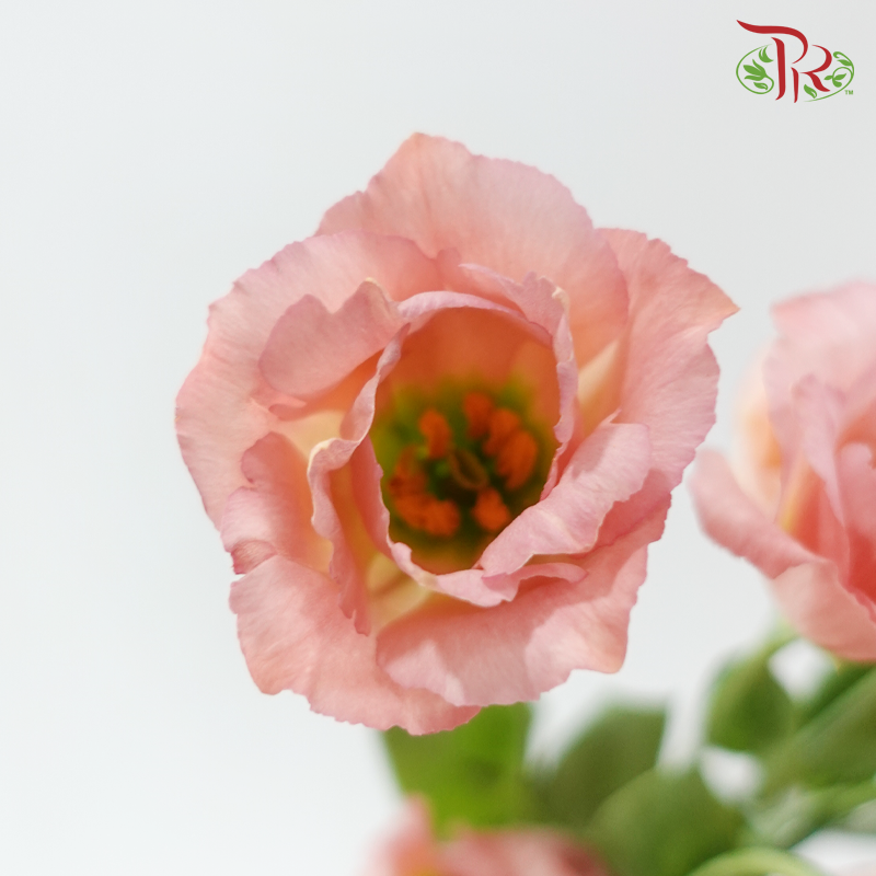 Eustoma Star - Champagne Pink (Per Bunch)