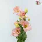 Eustoma Star - Champagne Pink (Per Bunch)
