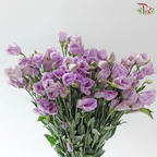 Eustoma - Single Petal Purple (Per Bunch)