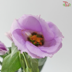 Eustoma - Single Petal Purple (Per Bunch)