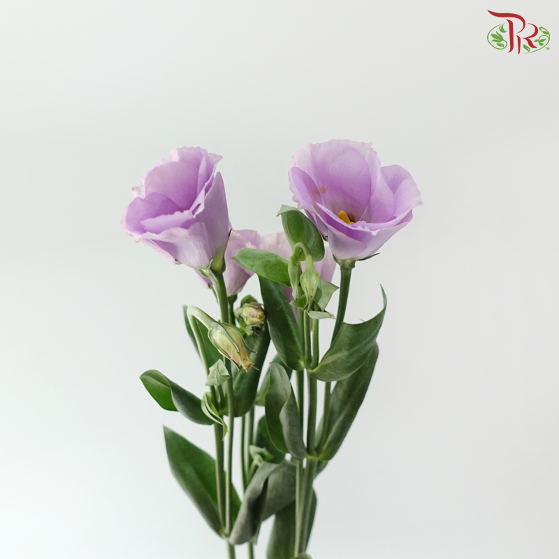 Eustoma - Single Petal Purple (Per Bunch)