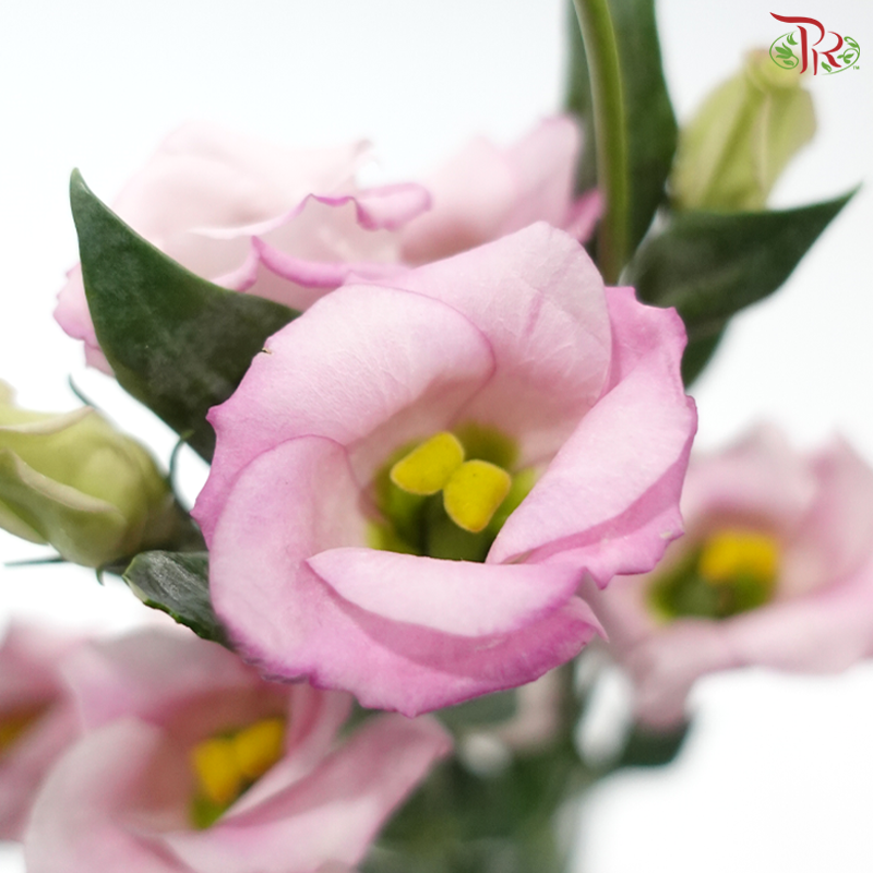 Eustoma - Single Petal Pink (Per Bunch)