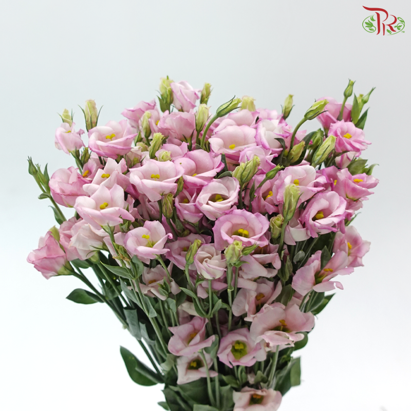 Eustoma - Single Petal Pink (Per Bunch)